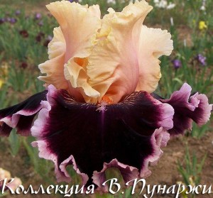 1383688071_w640_h640_iris-dazzle-dezl2