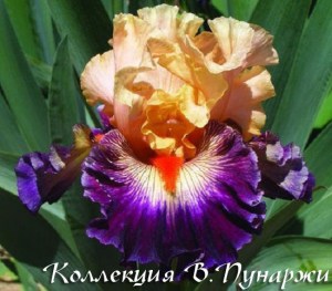 1457274382_w640_h640_iris-tropical-mood