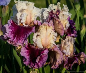 2016_06_iris_inside_out_85711