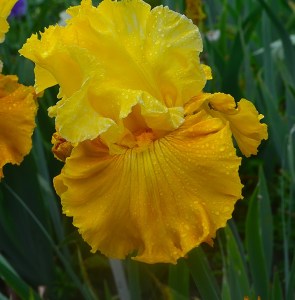 324_caramel_dream_(7)_47302