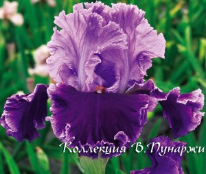 85160967_large_iris_lou_sonbig