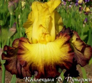 _summershadow5