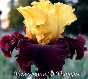 bombastic-3821-b