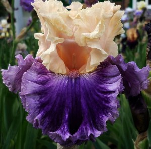 crowned-in-glory-johnson-201462