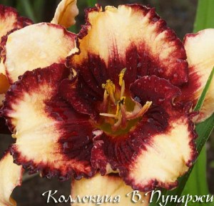 daylily-approach-to-dramatics