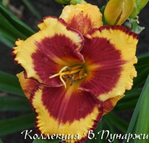 daylily-ledgewood‘s-firecracker-27
