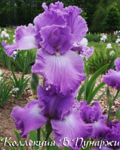 featureattraction028