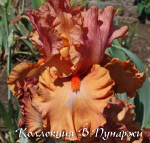 flameamber4