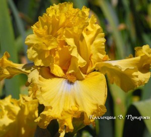 frilled-to-bits
