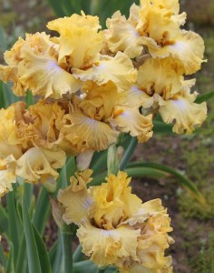 frilled