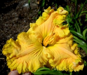 golden_sweet_2