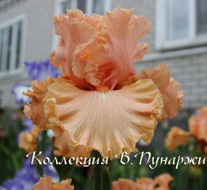 img_607545