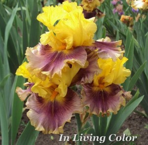 in_living_color_1406