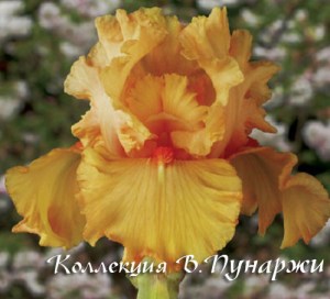 iris-fiesta-orange