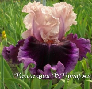 kryimskiy-vecher8