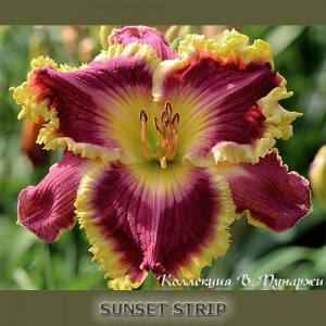 lileinik-sunset-strip