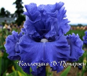 lunete_blue-22765