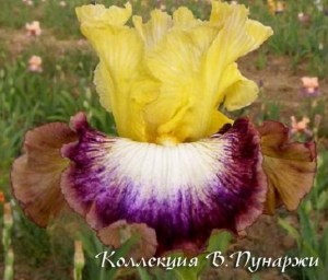 meteorite_iris_large3