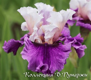 overshadowed
