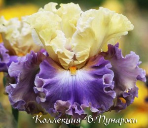 rhythmoflove52