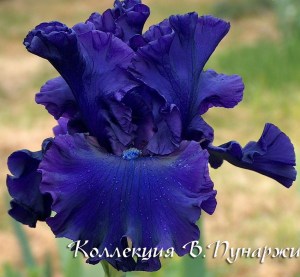 royaltyremembered3