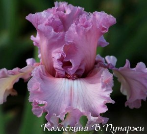 simply_fabulous-3843-b
