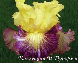 springcelebration011