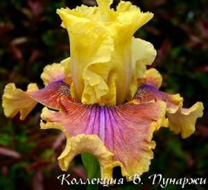 temple__spirit-6084