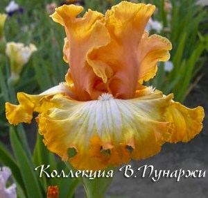 tropicheskaiaskazkab5