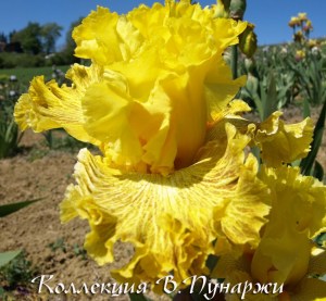 wovensunlight69