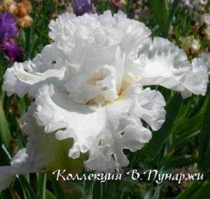 ангел6