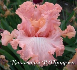 красотка8