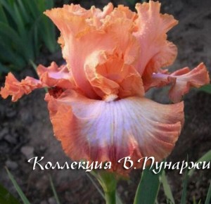 куртизанка382